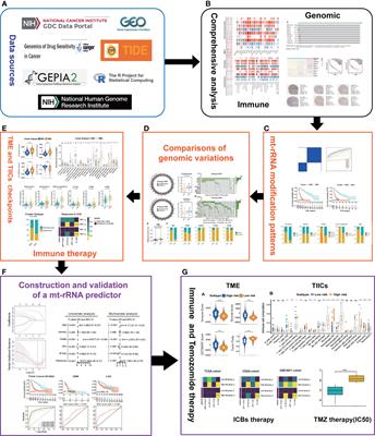 Human Mitochondrial Ribosomal RNA Modification-Based Classification Contributes to Discriminate the Prognosis and Immunotherapy Response of Glioma Patients